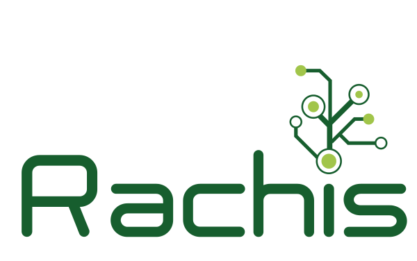 Rachis